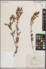 Foto von Salix eriocephala var. mackenzieana (Hook.) Dorn